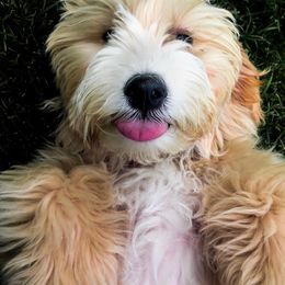 Goldendoodle and Labradoodle All Grown Up from Artisan Doodles