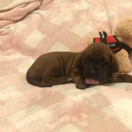 Redbone Coonhound Puppies from Helper Hounds
