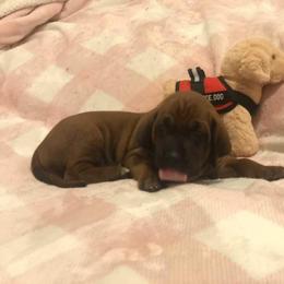 Redbone Coonhound Puppies from Helper Hounds