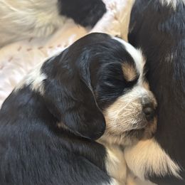 Whitman - Tri-Roan female English Springer Spaniel puppy in Winfield, Tennessee from Murphy Farms and Springers
