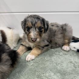 Nilla - Blue merle female Aussiedoodle puppy in Heber City, Utah from Junipersdoodles