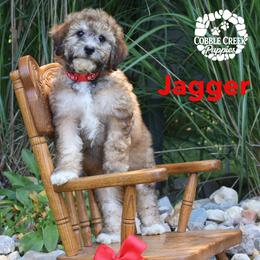 Jaggar - Sable male Bernedoodle puppy in Heyworth, Illinois from Cobble Creek Puppies