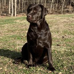 Hula - Labrador Retriever