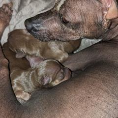 Xoloitzcuintli from Xolo_babez