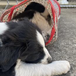 Border Collie Puppies from Roaring River Border Collies