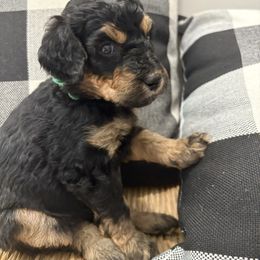 Forest - Tri-color female Bernedoodle puppy in Beachwood, Ohio from Paws of the Vineyard