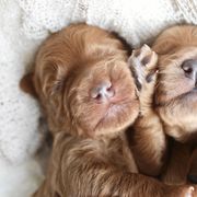 Double Doodle Puppies from Hansen Homestead Pups