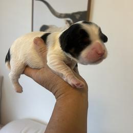 Cavalier King Charles Spaniel, Cavapoo, Maltipoo, and Poodle Puppies from Lainy's Cottage Puppies