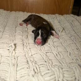 Topaz - Sable female Pembroke Welsh Corgi puppy in Washington from Castle View Royal Rumps