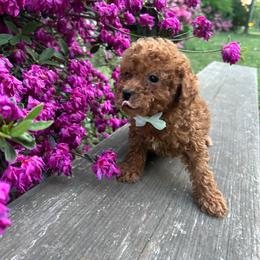 Viktor - Red  male Goldendoodle puppy in Mint Hill, North Carolina from DoodleForever