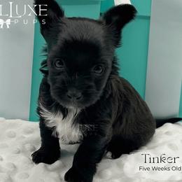 Tinker - Black and tan female Yorkshire Terrier puppy in Scottsdale, Arizona from Lil Luxe Pups