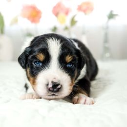 Ren (Heavens 9 Ren Meadow In Bloom) - Black tri-color Australian Shepherd puppy in Fresno, California from Heaven's 9