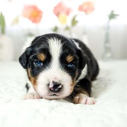 Ren (Heavens 9 Ren Meadow In Bloom) - Black tri-color Australian Shepherd puppy in Fresno, California from Heaven's 9