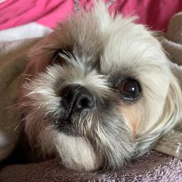 Shihpoos from Primmrose Kennels