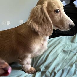 Oscar - Dachshund