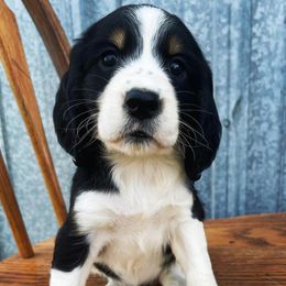 English Springer Spaniels from Platte River Springers