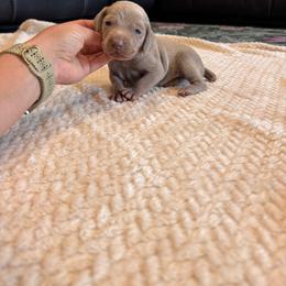 Gunner - Black Collar - Silver gray male Weimaraner puppy in Riverside, Utah from Blue Phantom Kennels