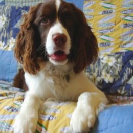 Cardigan Welsh Corgis and English Springer Spaniels from Sun Kissed Kennels