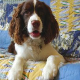 Cardigan Welsh Corgis and English Springer Spaniels from Sun Kissed Kennels