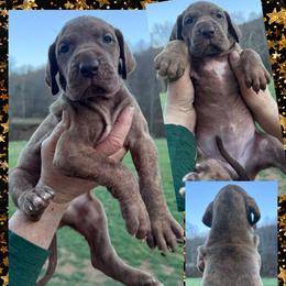 Hershey - Chocolate brindle female Great Dane puppy in Wellsville, New York from Prophecy Danes