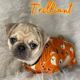 Great Danes and Pugs from WV Furkids