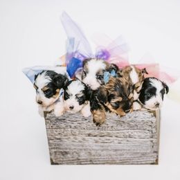 Aussiedoodle, Bernedoodle, and Goldendoodle Puppies from Desert Doodles
