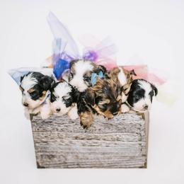 Aussiedoodle, Bernedoodle, and Goldendoodle Puppies from Desert Doodles
