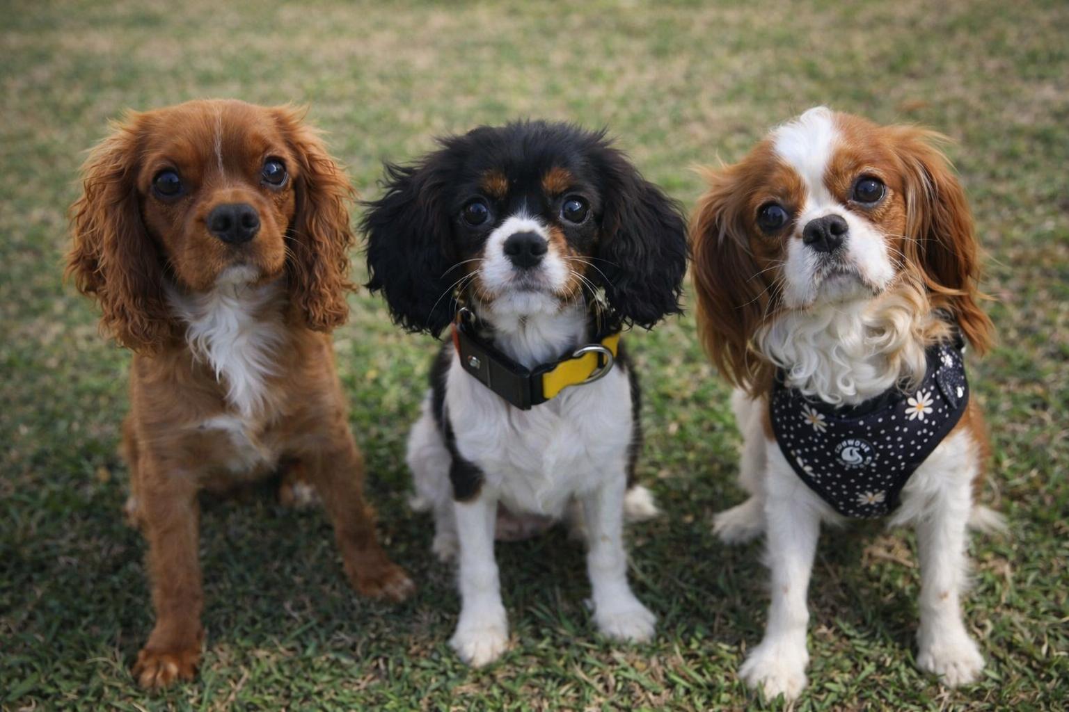 CaviCajun Kennels in Texas | Cavalier King Charles Spaniel, Cavapoo or ...