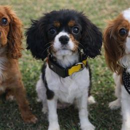 Cavalier King Charles Spaniels, Cavapoos, and Cavapoochons from CaviCajun Kennels
