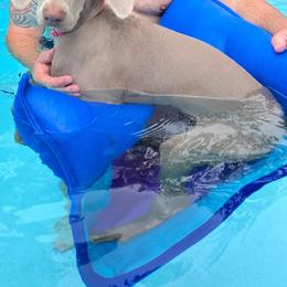 Weimaraner All Grown Up from Desert Rose Weimaraners