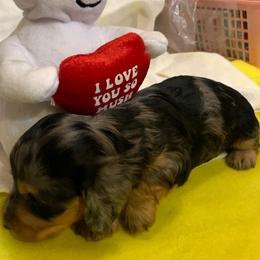 MICKI AKC REGISTERED MALE - Dapple male Dachshund puppy in Elizabethtown, Kentucky from Teeny Tiny Puppy Tails