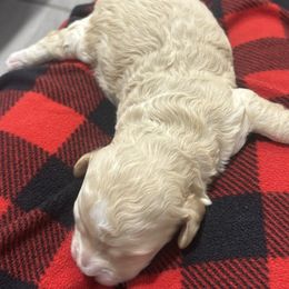 Charley - Brown female Cockapoo puppy in Paradise, Texas from 4W’s F2 Cockapoos