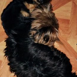 Yorkshire Terrier Puppies from Danielle's Yorkies