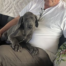 Great Dane Puppies from Leslie Woodard's Great Danes