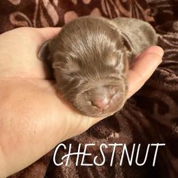 Chestnut - Red tri male Toy Australian Shepherd puppy in Medical Lake, Washington from MAS Gone Rogue