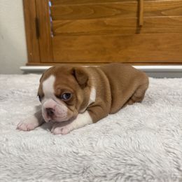 Crown - Black and white male Boston Terrier puppy in Madera Acres, California from Muggin Bostons Terriers and Mini Dachshund