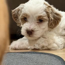 Goldendoodle Puppies from Griffitts Doodles