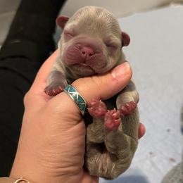 Solid Lilac - Blue male French Bulldog puppy in Grafton, Ohio from K&J Frenchies