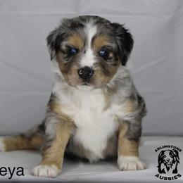 Dot - Blue merle Miniature Australian Shepherd puppy in Largo, Florida from Arlington's Aussies