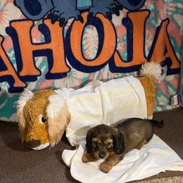 FiFi AKC full rights - Piebald female Dachshund puppy in Elizabethtown, Kentucky from Teeny Tiny Puppy Tails