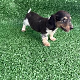 Maple - Piebald female Dachshund puppy in Hawley, Texas from Little e Dachshunds