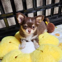 Olivia - Chocolate and white female Chihuahua puppy in Ponca City, Oklahoma from Bliss Acres Farm