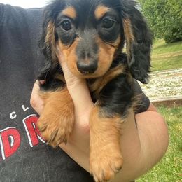 Dachshund Puppies from State Line Dachshunds