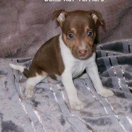 Dawn - White, chocolate and tan Rat Terrier puppy in Shelbyville, Tennessee from Gems Rat Terriers