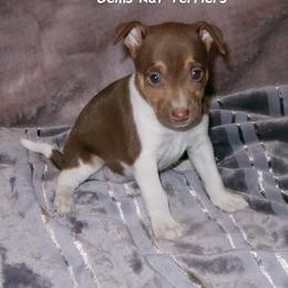 Dawn - White, chocolate and tan Rat Terrier puppy in Shelbyville, Tennessee from Gems Rat Terriers