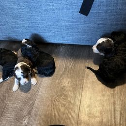 Bernedoodle and French Bulldog Puppies from Bernied00dle Love & Fr3nchi3 Love