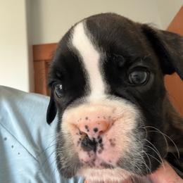 Bravo - Brindle male Boxer puppy in Medical Lake, Washington from Box and Bully Estates: Boxers and Old English Bulldogs