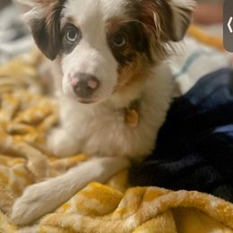 Stella - Toy Australian Shepherd