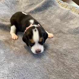 Pink Collar-Nova - Black white and tan female Beagle puppy in Las Vegas, Nevada from Hound Kings