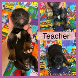 Teacher - Black female Catahoula Leopard Dog puppy in Forbes, Minnesota from North Country Catahoulas